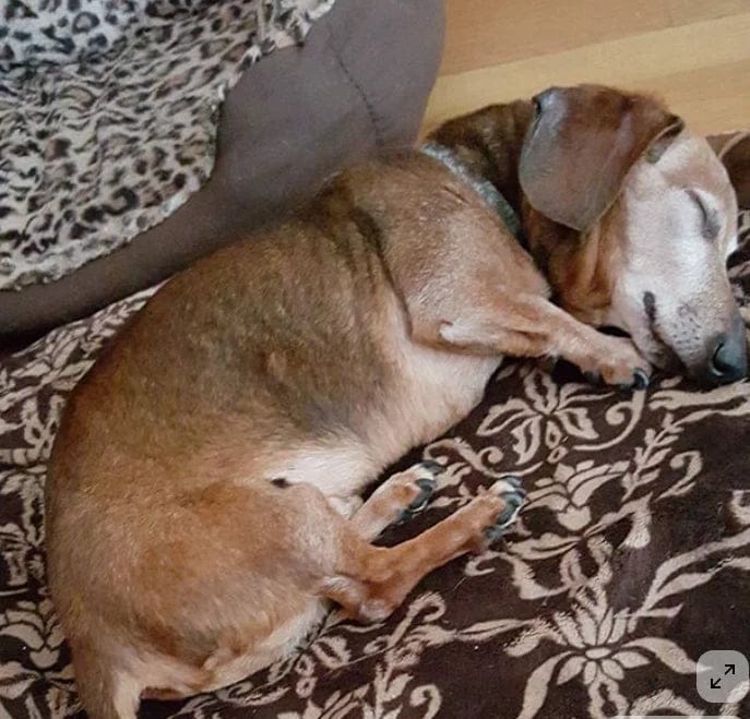 Customer photo review of Pawbooster | Spine & Disc Powder