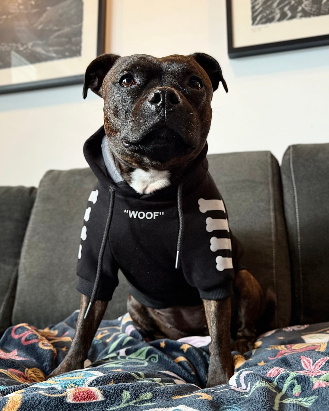 Customer photo review of "WOOF" Dog Hoodie - Black & Reflective