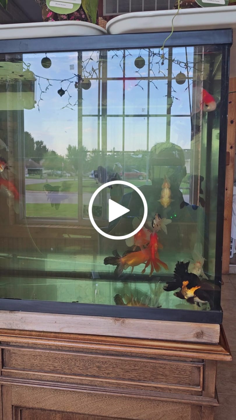 Customer video review of Live Premium Fancy Goldfish Thai Oranda Mix Color 2-3.5" body (Our Choice)