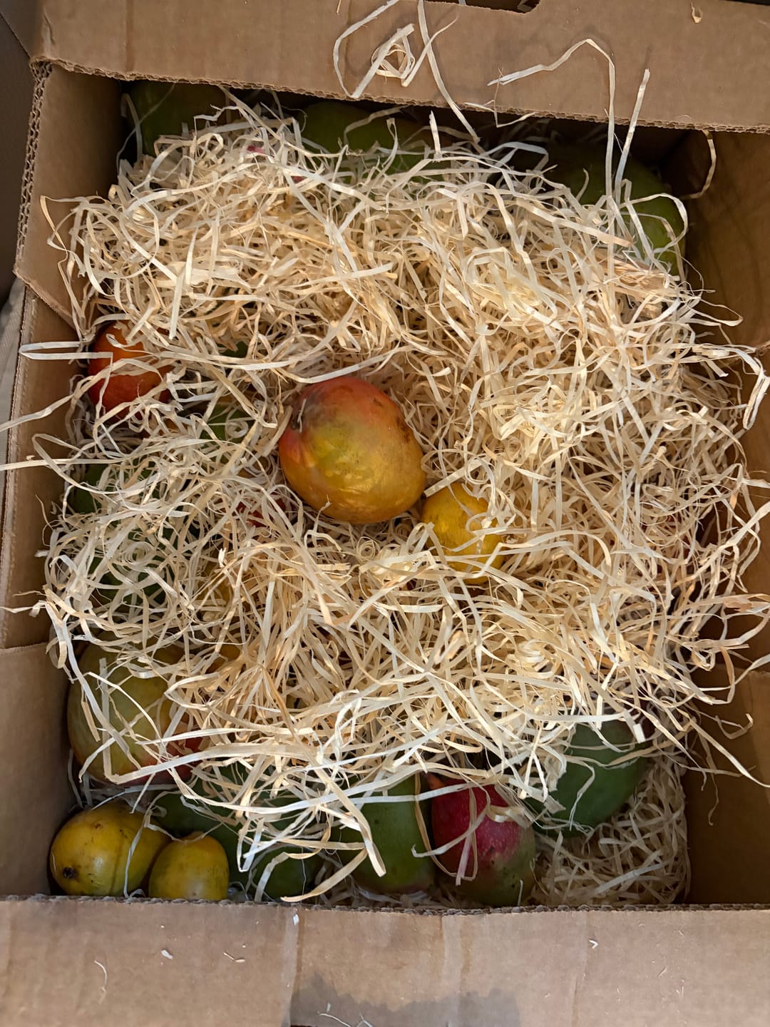 Customer photo review of Baby-Mango Mix "Wild Wonders" von Julian