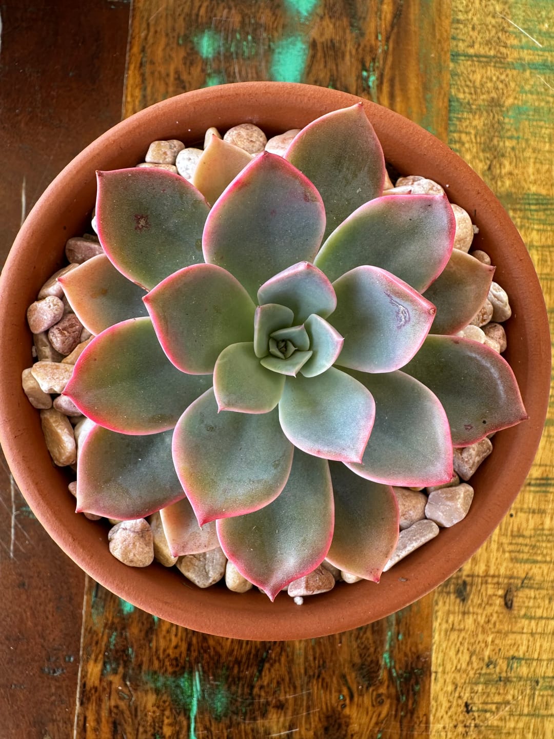 Customer photo review of Echeveria 'Little Fairy'