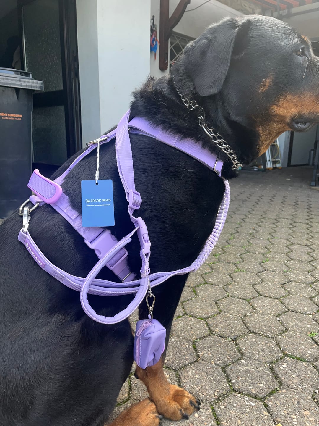 Customer photo review of Comfort Control No-Pull Dog Harness and Multipurpose Leash Set - Purple