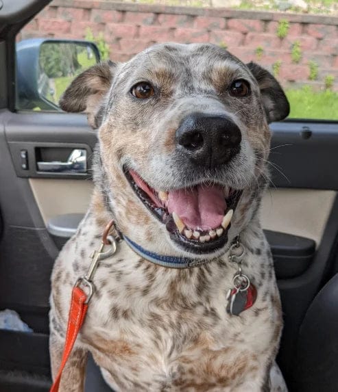 Customer photo review of Pawbooster | Spine & Disc Powder