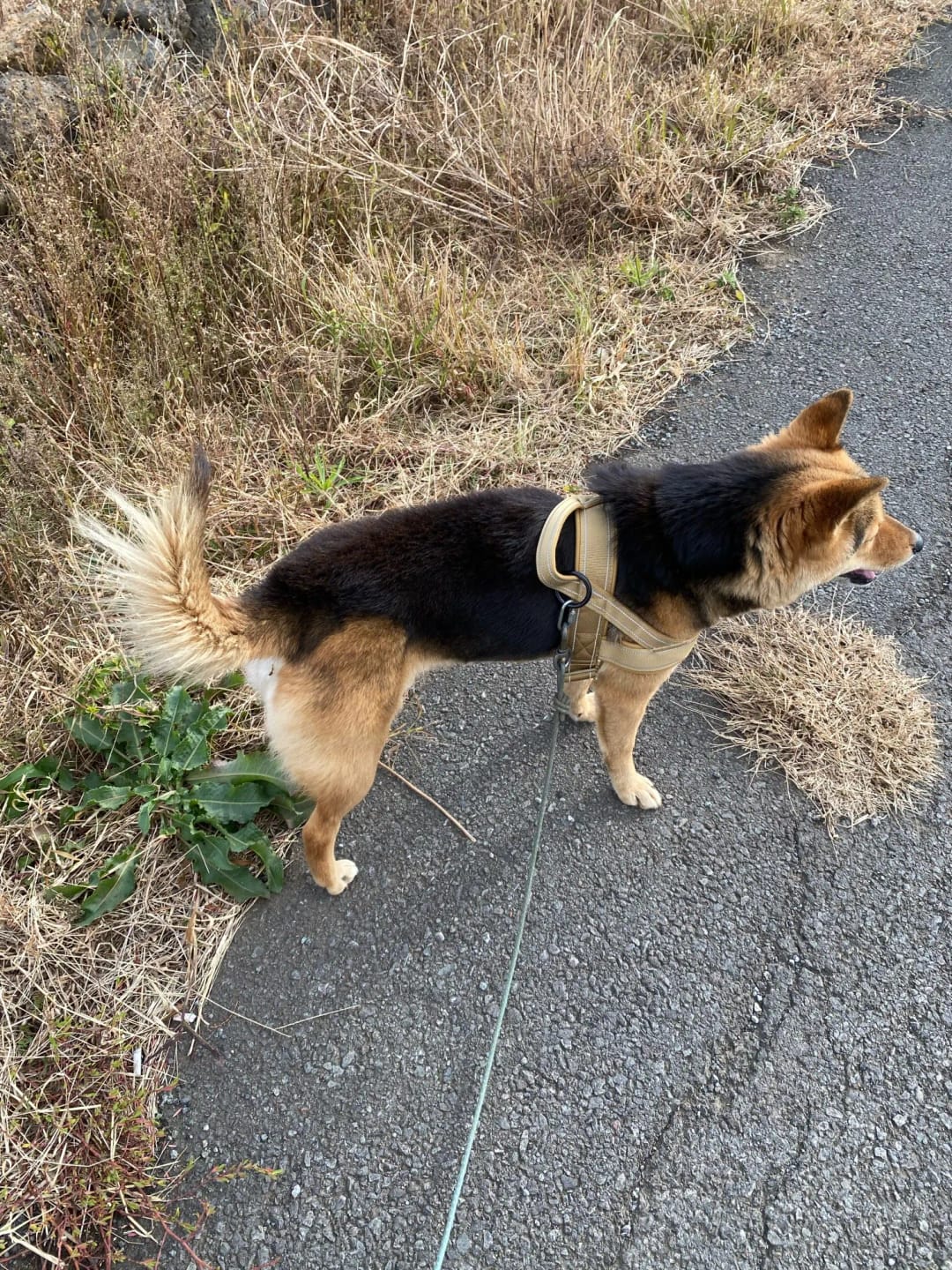 Customer photo review of Harnais anti-traction pour chien - KANINE