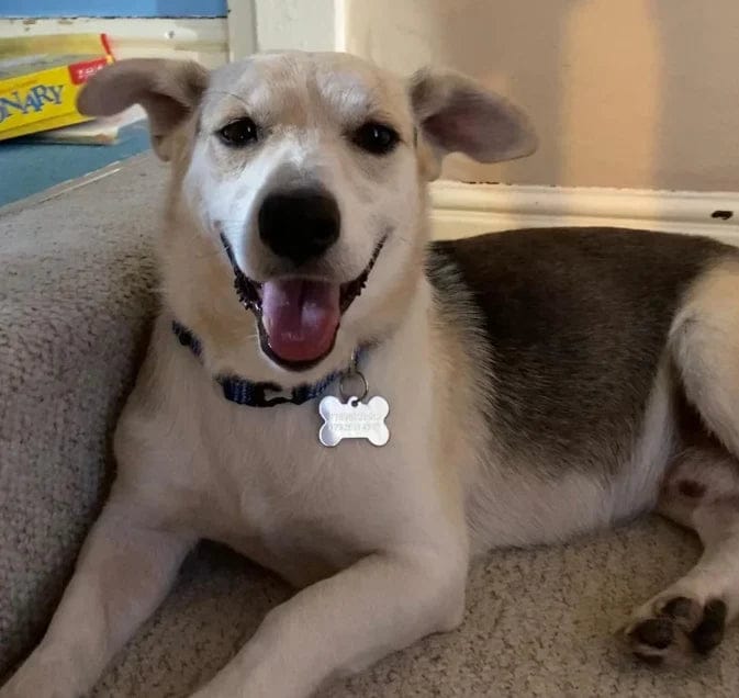 Customer photo review of Pawbooster | Spine & Disc Powder