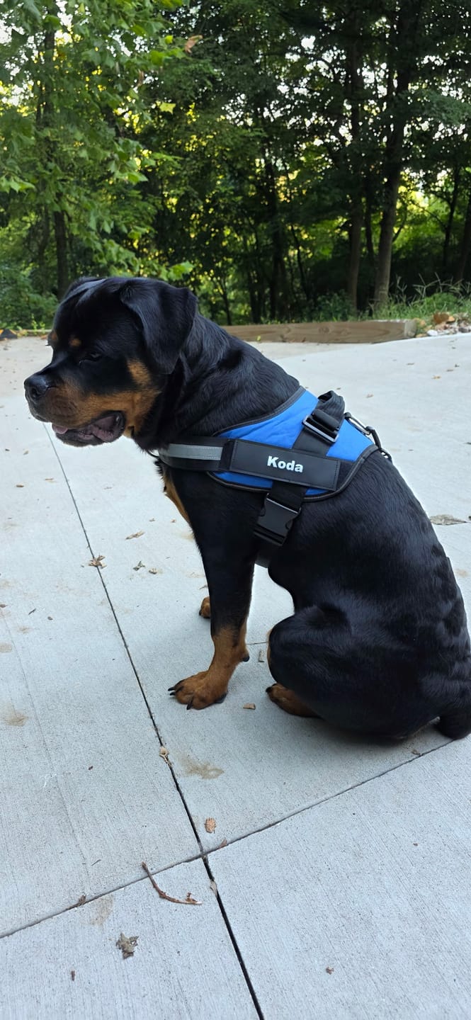 Customer photo review of Personalized Dog Harness