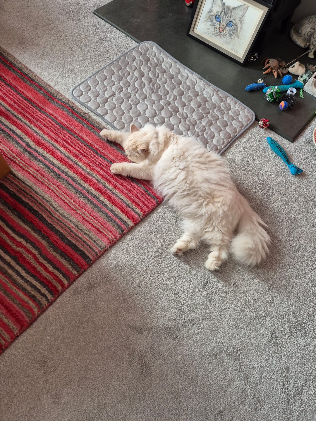 Customer photo review of The Ultimate Cooling Pet Mat