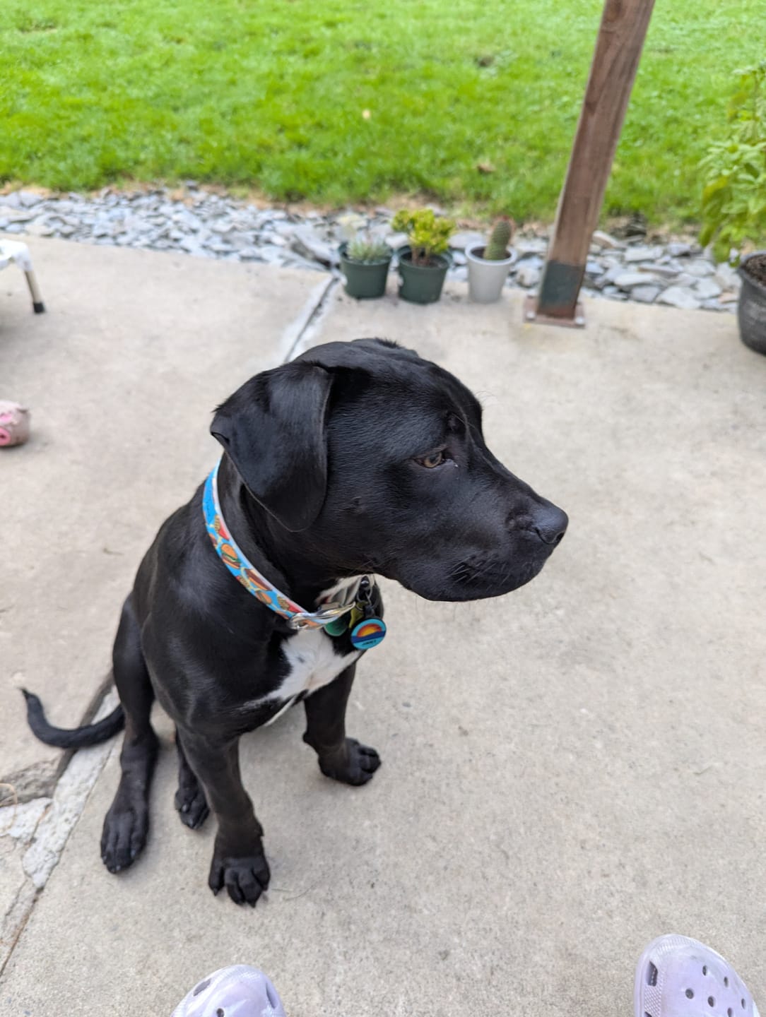 Customer photo review of Order Up Dog Collar
