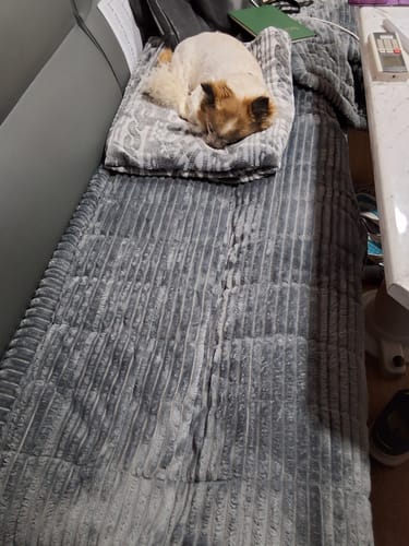 Customer photo review of Cosy Couch - Couch Cover