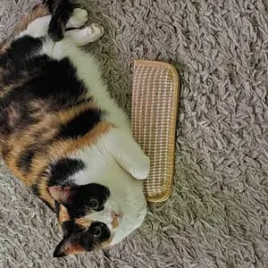 Customer photo review of Sollievo Dallo Stress Giocattolo Masticabile Catnip Organico
