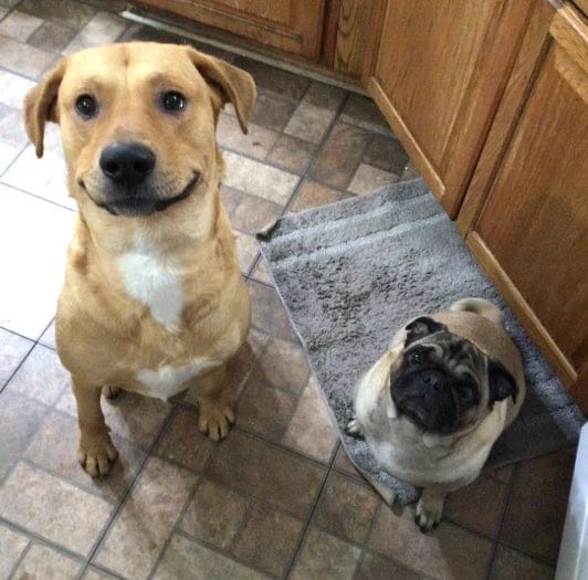 Customer photo review of Pawbooster | Spine & Disc Powder