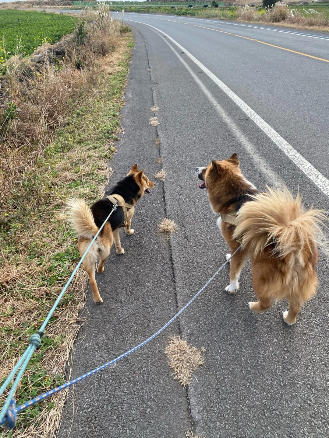 Customer photo review of Harnais anti-traction pour chien - KANINE