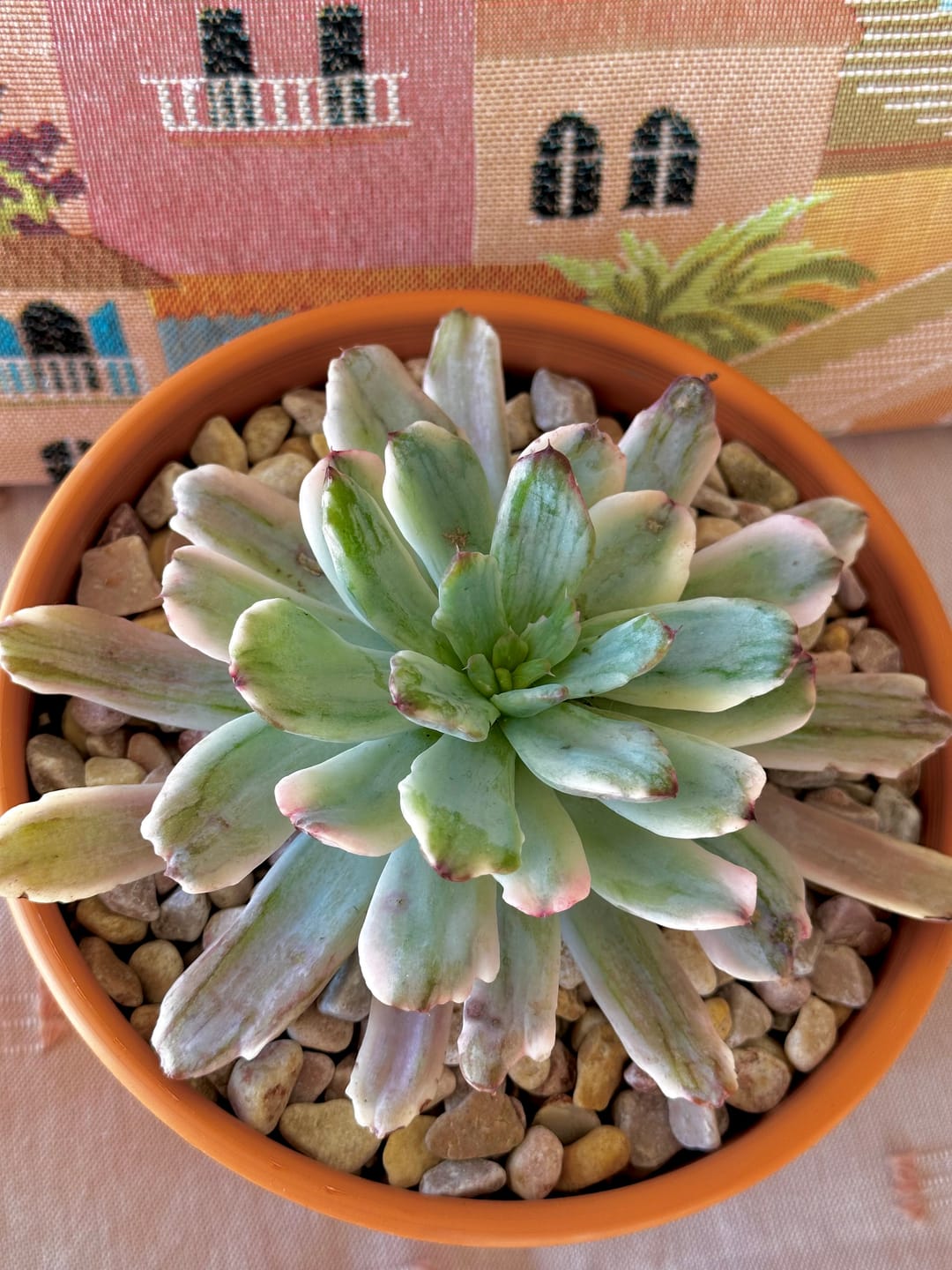 Customer photo review of Echeveria Holwayi Variegated