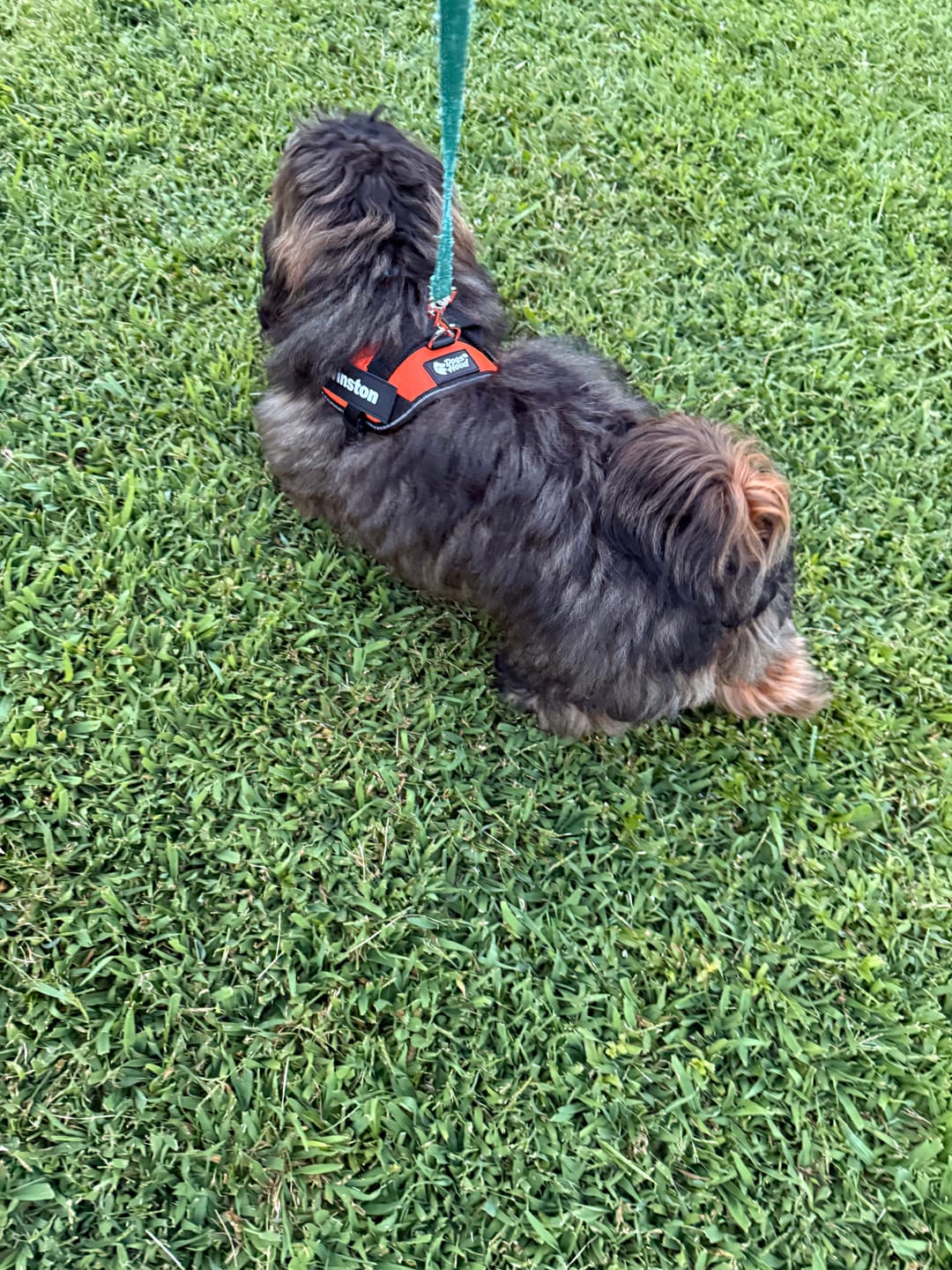 Customer photo review of Personalized Dog Harness