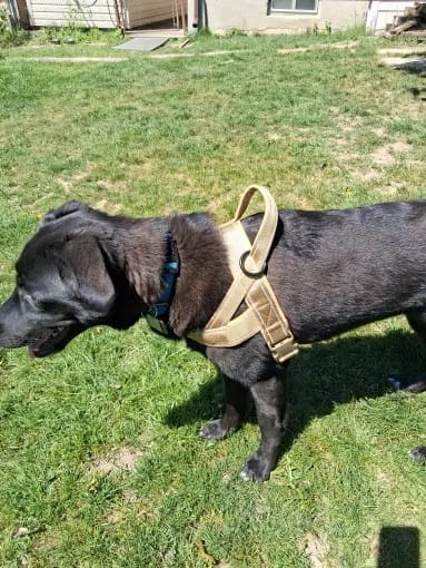 Customer photo review of Harnais anti-traction pour chien - KANINE