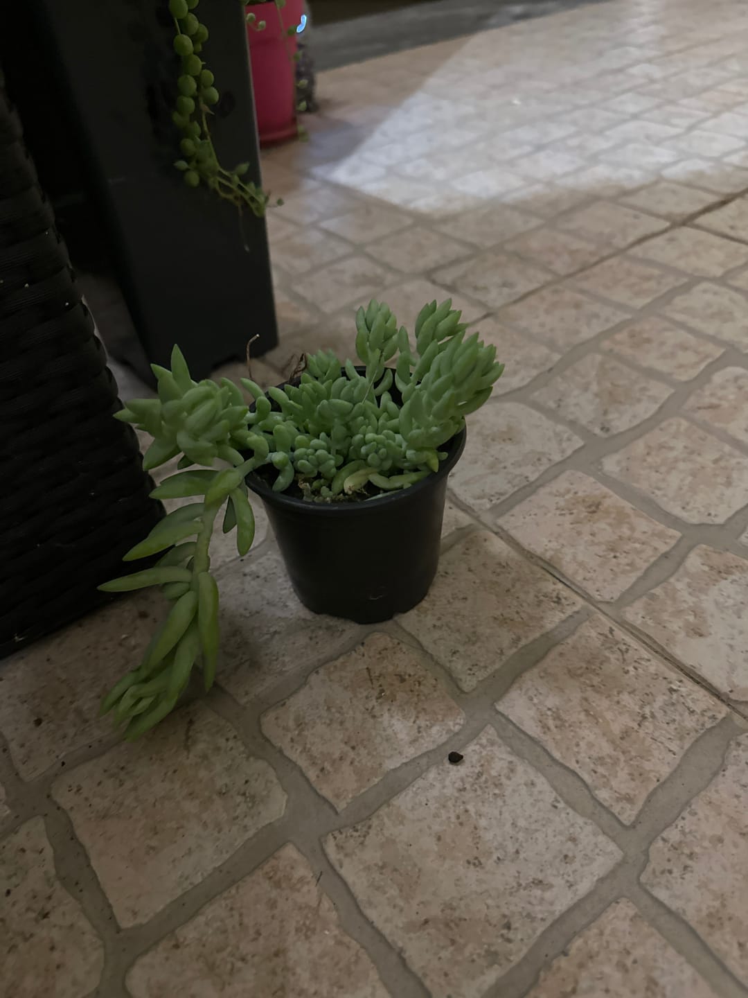 Customer photo review of Sedum morganianum "Rabo de burro"