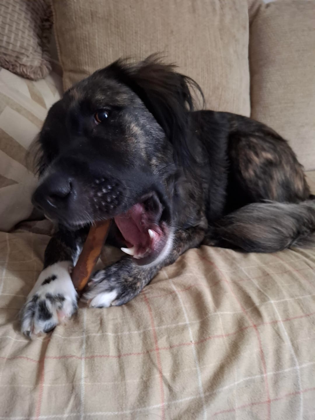 Customer photo review of Wholly Pup Gift Card
