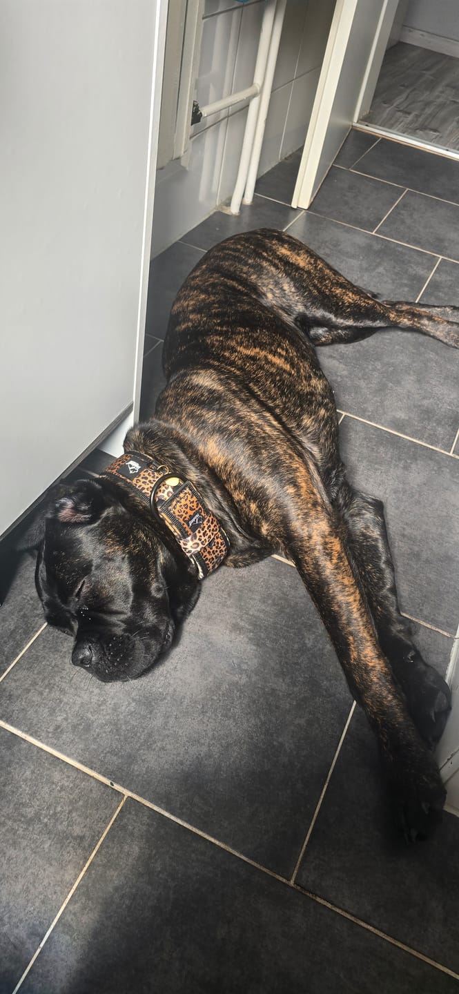 Customer photo review of Active Komfort Leopard - Brett slitstarkt hundhalsband med spänne