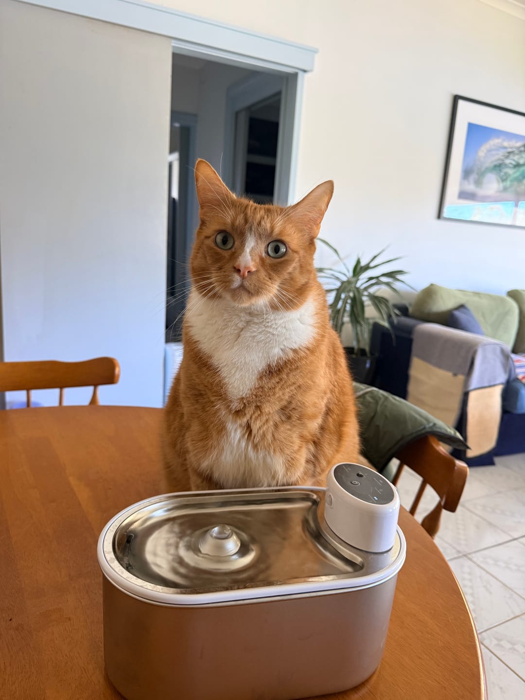 Customer photo review of Petbuds Flow Pet Drinking Fountain