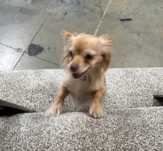 Customer photo review of Pawbooster | Spine & Disc Powder
