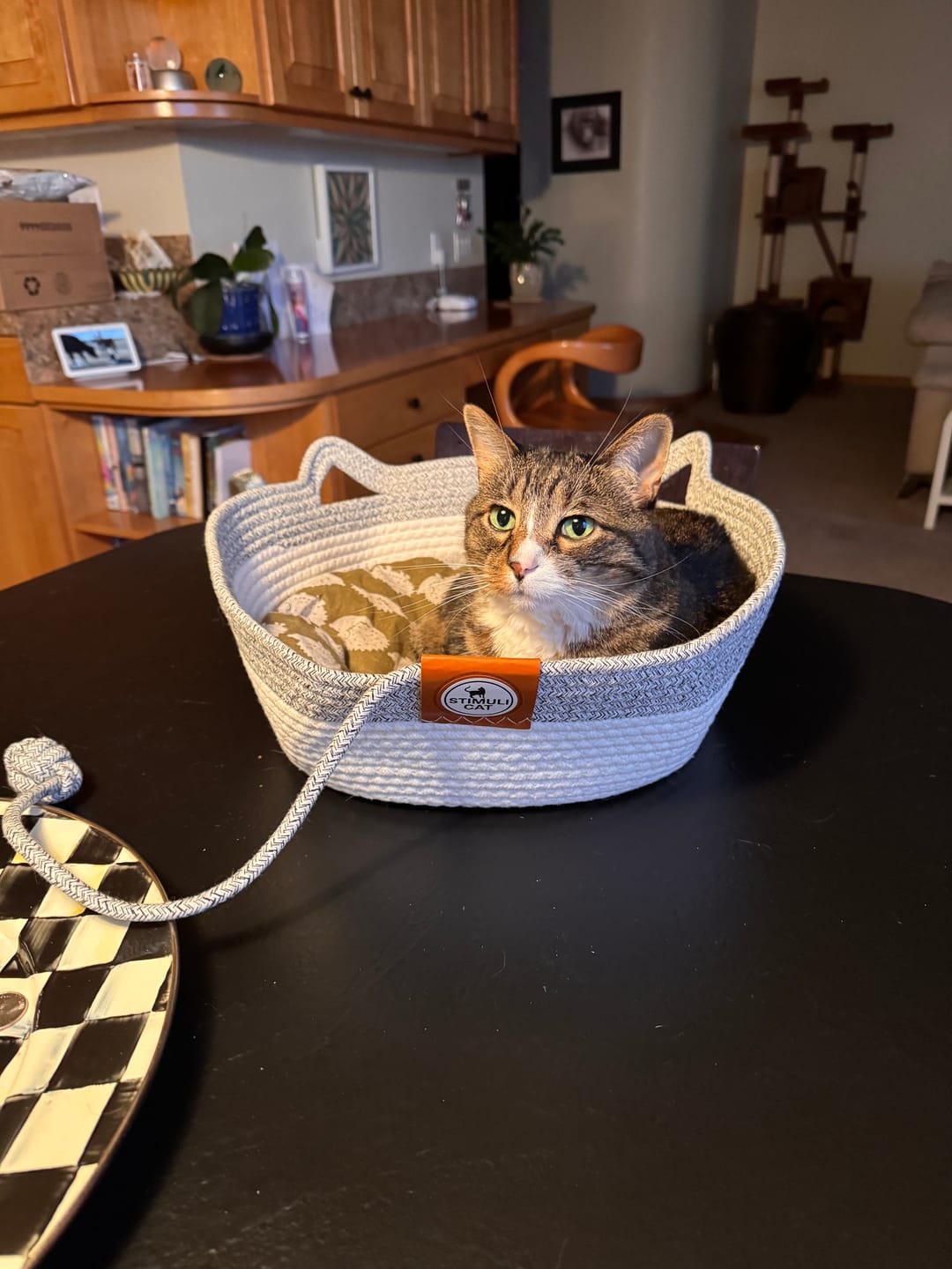 Customer photo review of Instinct Basket | Meet the first research-backed natural territory for indoor cats