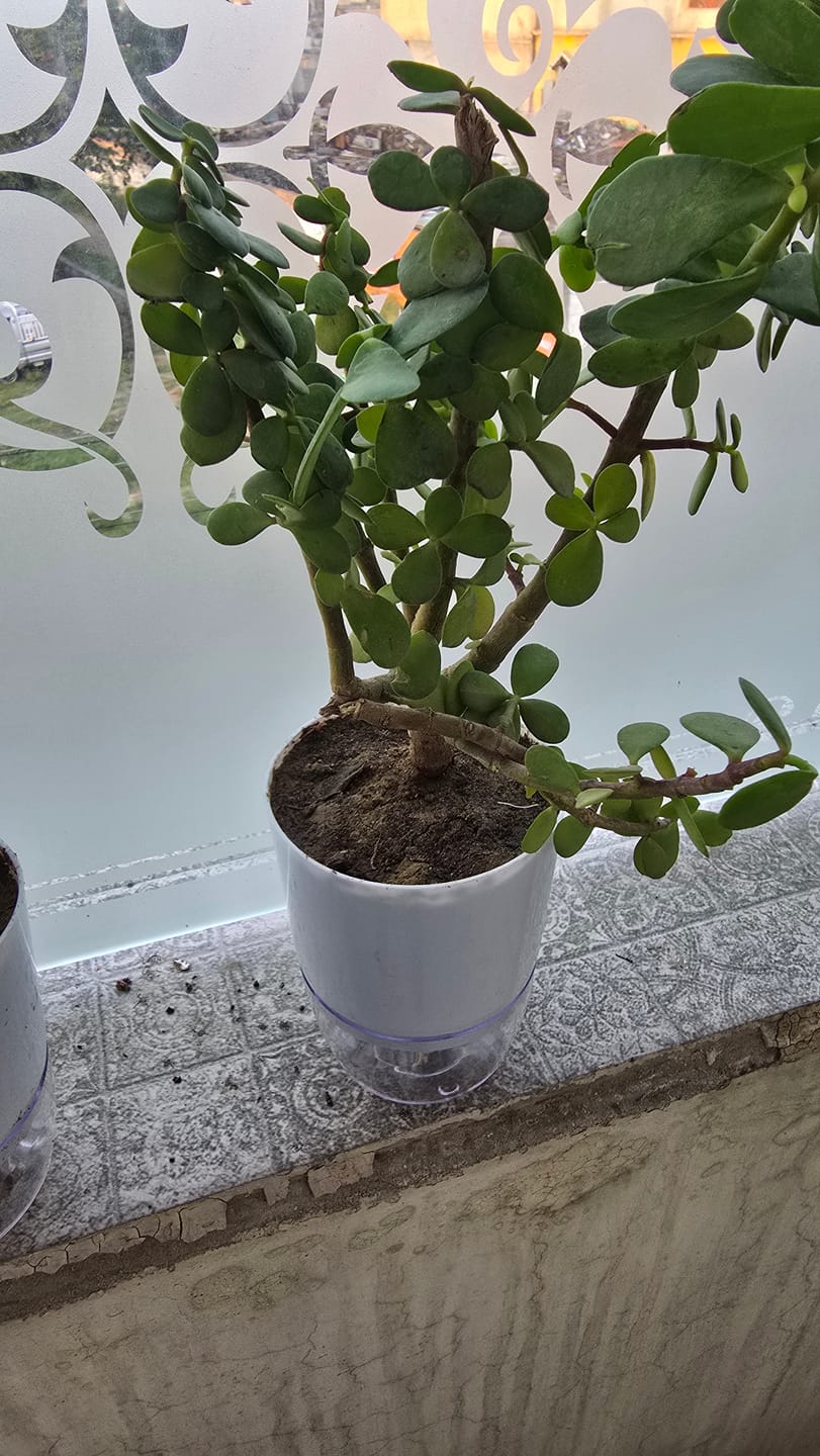 Customer photo review of Lucky Jade Plant Tasbeeh Bail