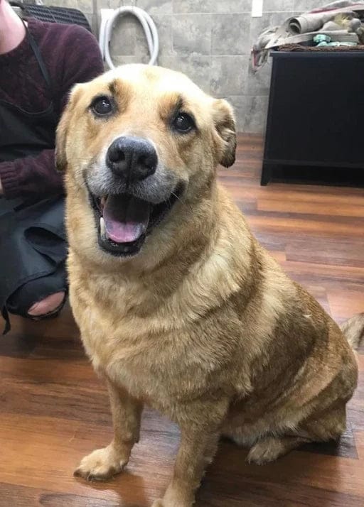 Customer photo review of Pawbooster | Spine & Disc Powder