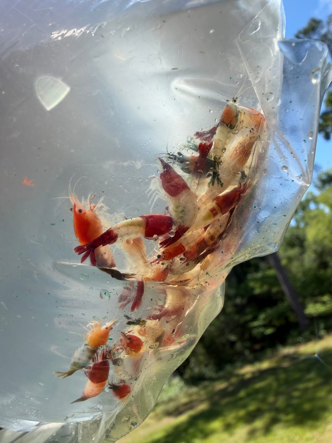Customer photo review of Shadow Panda Shrimp