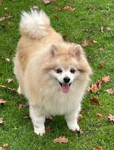 Customer photo review of Pawbooster | Spine & Disc Powder