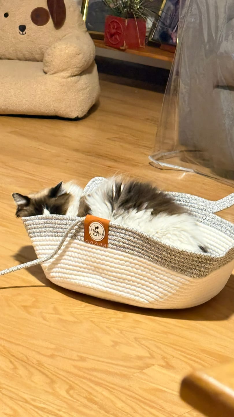Customer photo review of Instinct Basket | Meet the first research-backed natural territory for indoor cats