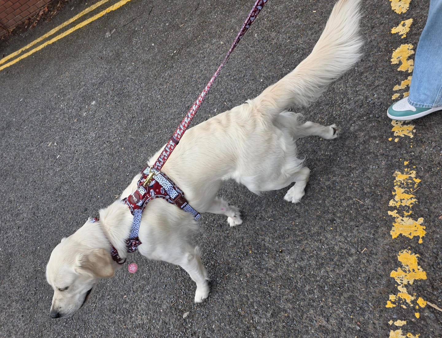 Customer photo review of Disney© AdjustFit Lead - 101 Dalmatians