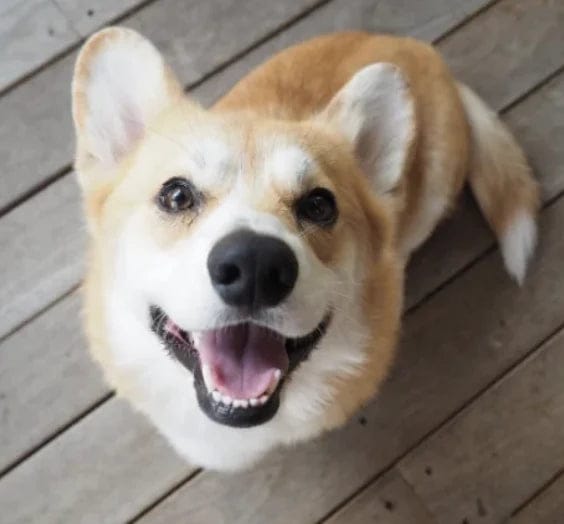 Customer photo review of Pawbooster | Spine & Disc Powder