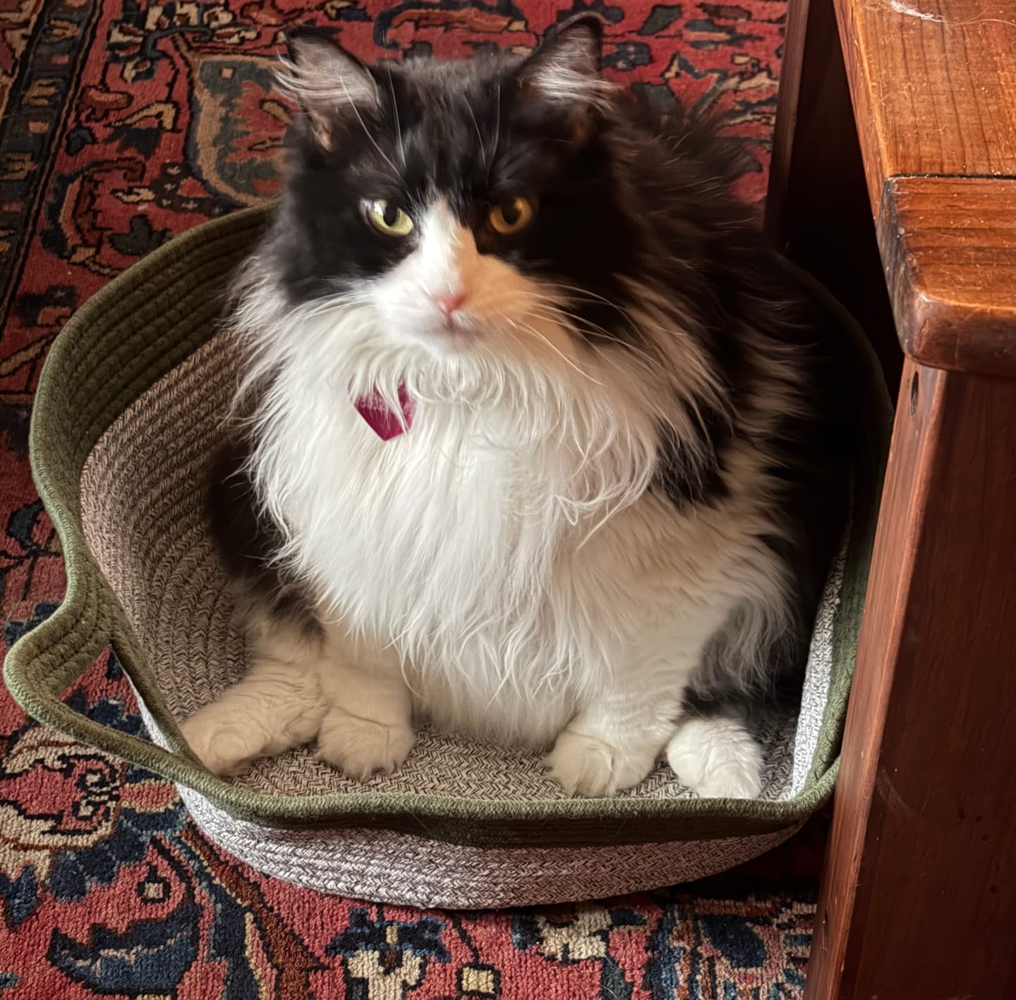 Customer photo review of Instinct Basket | Meet the first research-backed natural territory for indoor cats