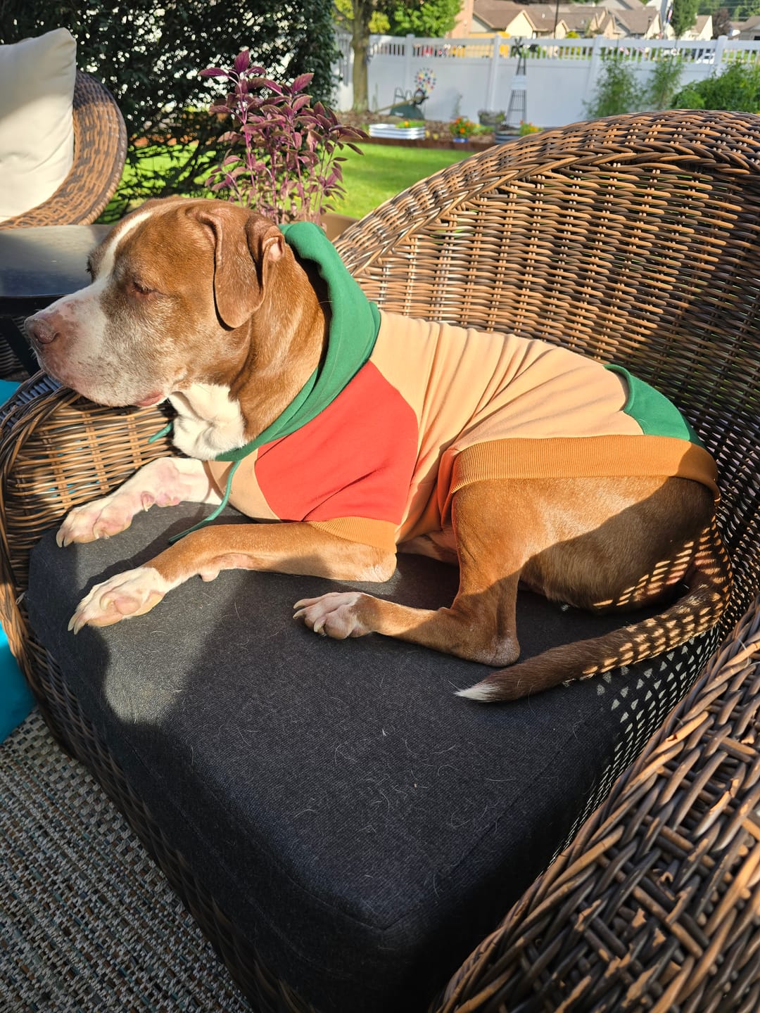 Customer photo review of Ranger Dog Hoodie
