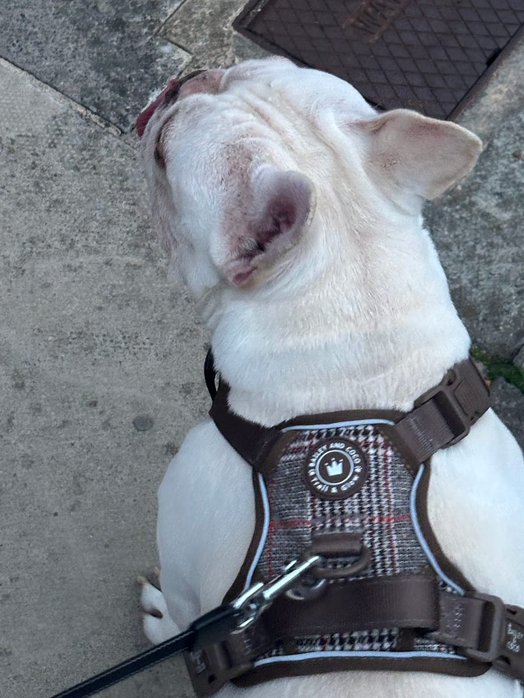 Customer photo review of Trail & Glow Tweed Dog Harness - Colour Drops - Heritage Plaid