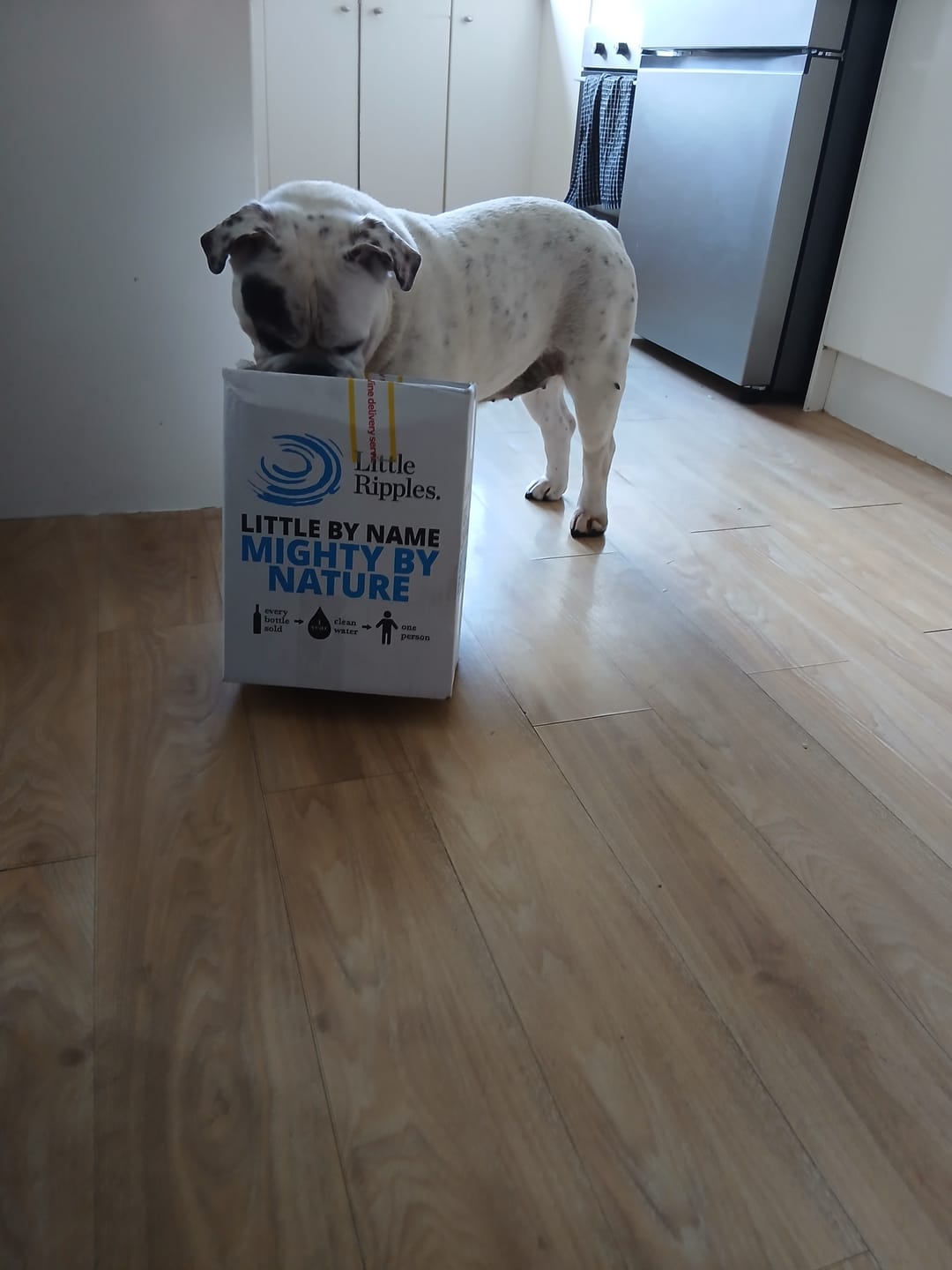 Customer photo review of Sampler - 4 Pack