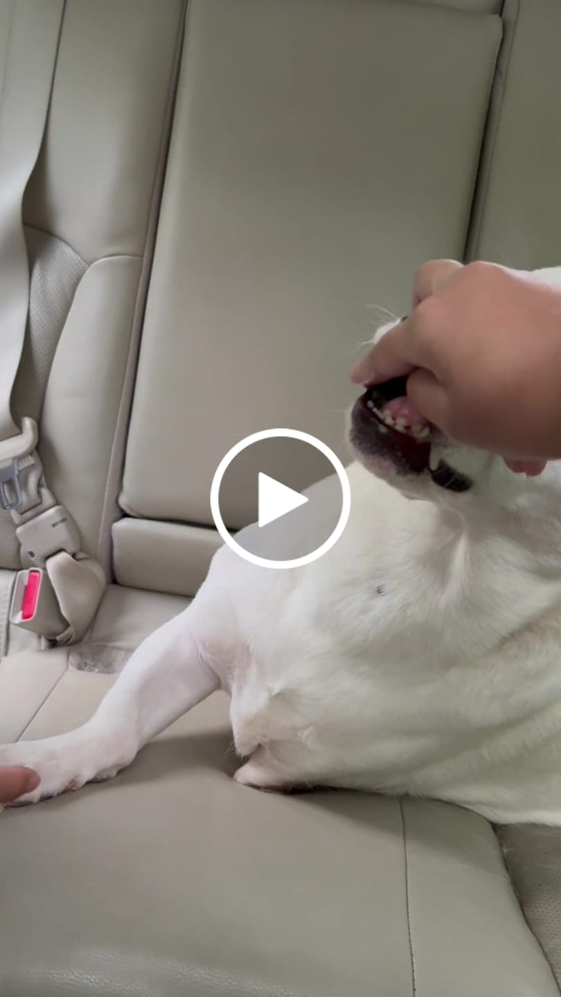 Customer video review of DENTAL STRIPS