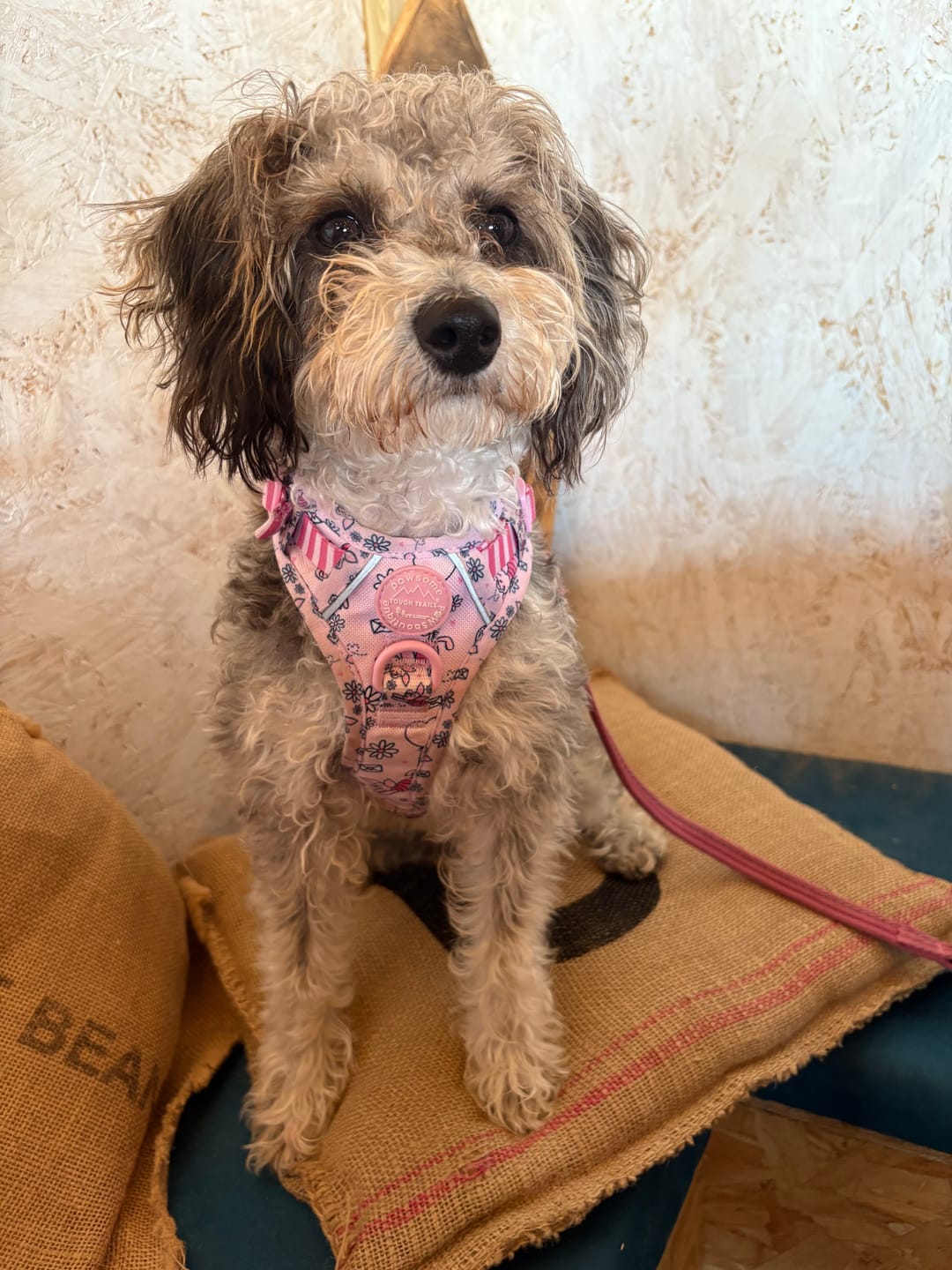 Customer photo review of Disney© Tough Trails™ Harness - Piglet