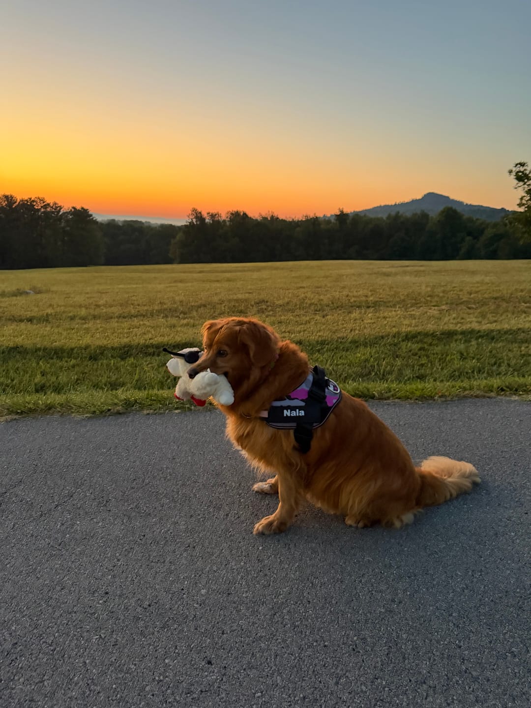 Customer photo review of Dogshood ™ No Pull Harness