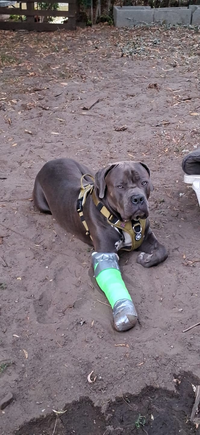 Customer photo review of Anti Pull Hurricane Harness Lighter | With Handle - Olive Green