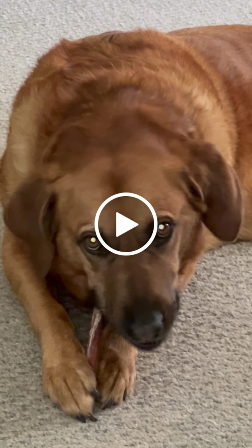 Customer video review of 6 Inch Thick Bully Stick