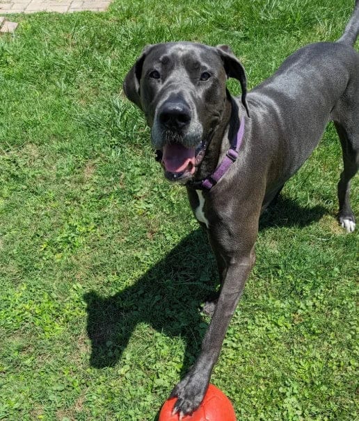 Customer photo review of Pawbooster | Spine & Disc Powder