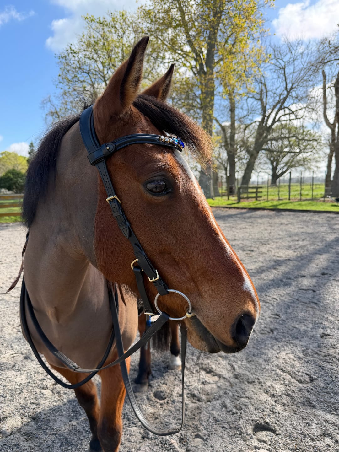 Customer photo review of Coco bridle