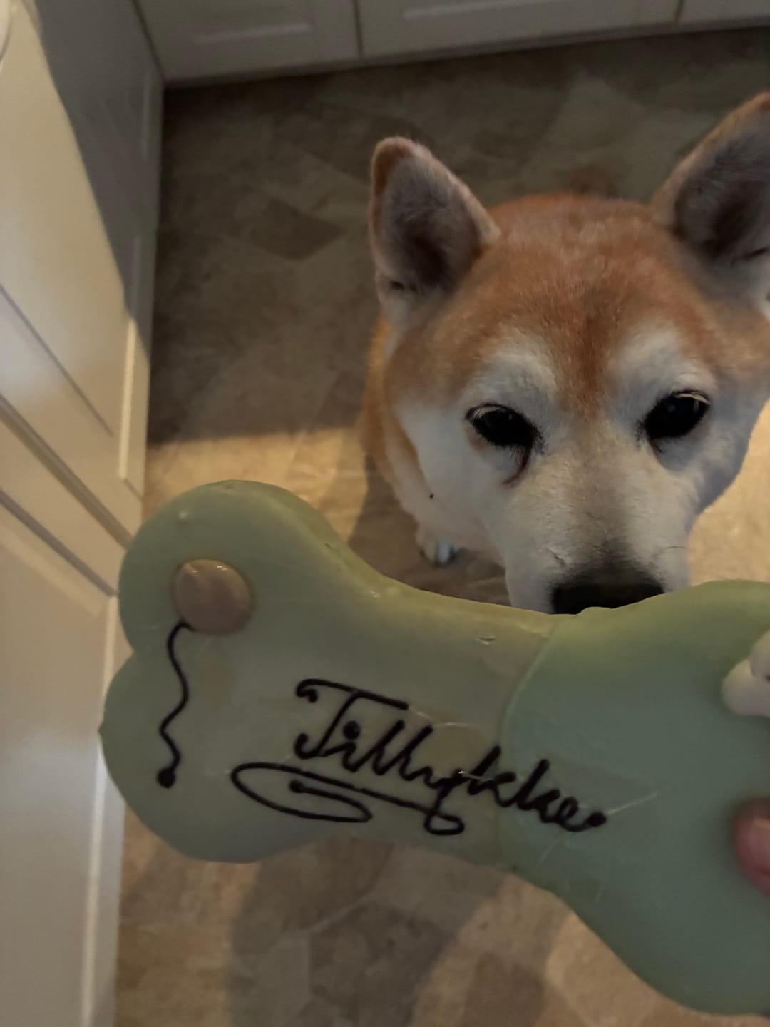 Customer photo review of Lolo Pets Hundekage, stor - Tillykke