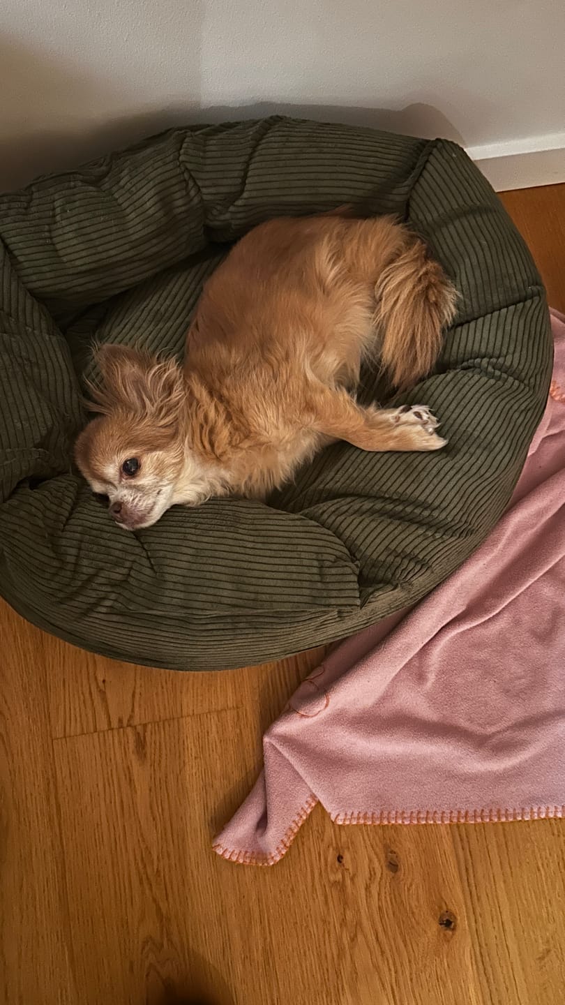 Customer photo review of Staey - Luna 3.0 Hundeseng, Moss Green Fløjl