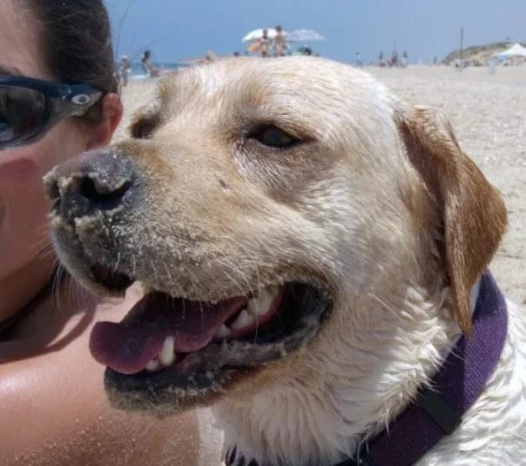 Customer photo review of Pawbooster | Spine & Disc Powder