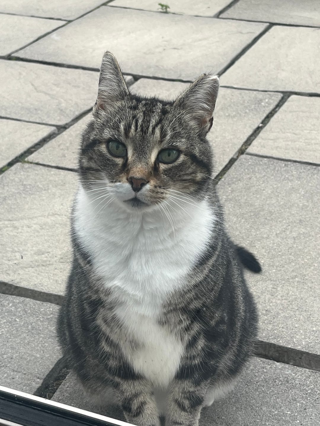 Customer photo review of Cat Duo Pack
