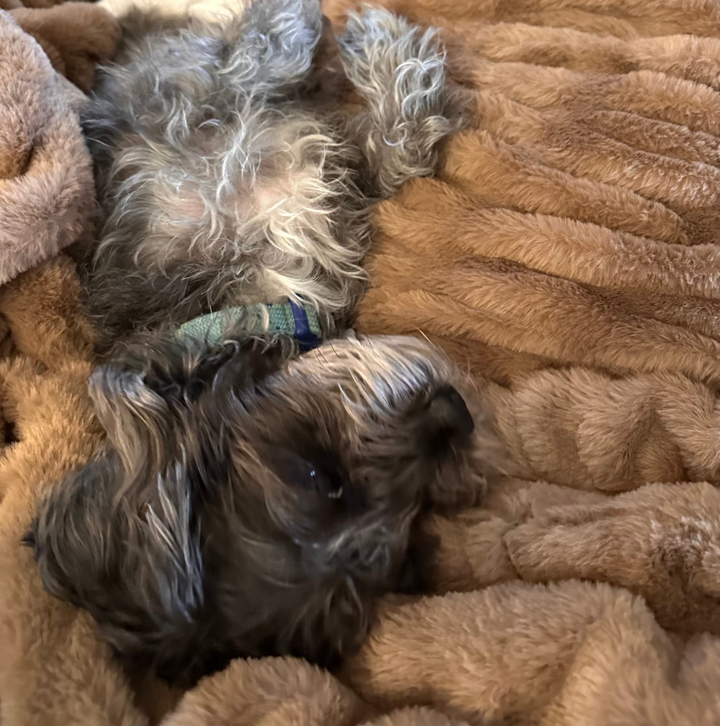 Customer photo review of Hugs Milk Chocolate Blanket