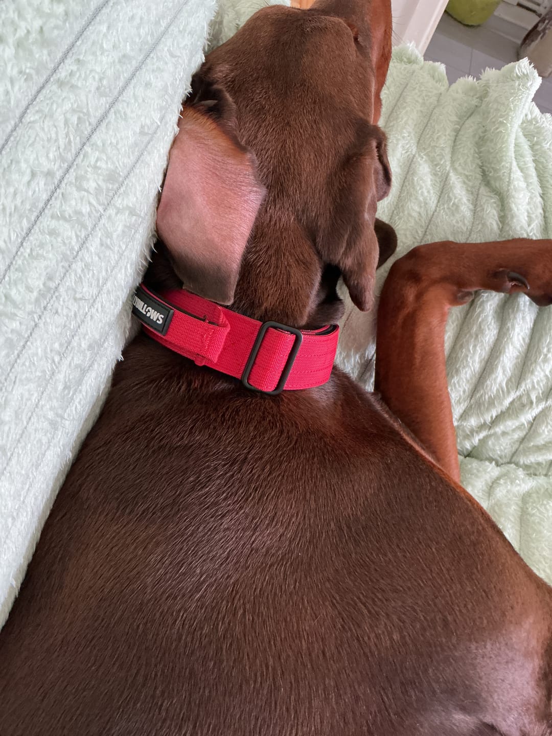 Customer photo review of 4cm Combat® Collar | With Handle & Secured Clip - Red