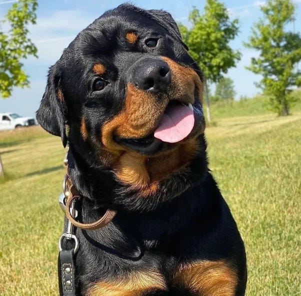 Customer photo review of Pawbooster | Spine & Disc Powder